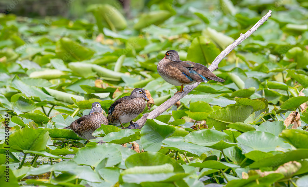 Wood ducks perched on a branch over a pond covered in lily pads in summer. Wood ducks perched on a branch over a pond covered in lily pads in summer.