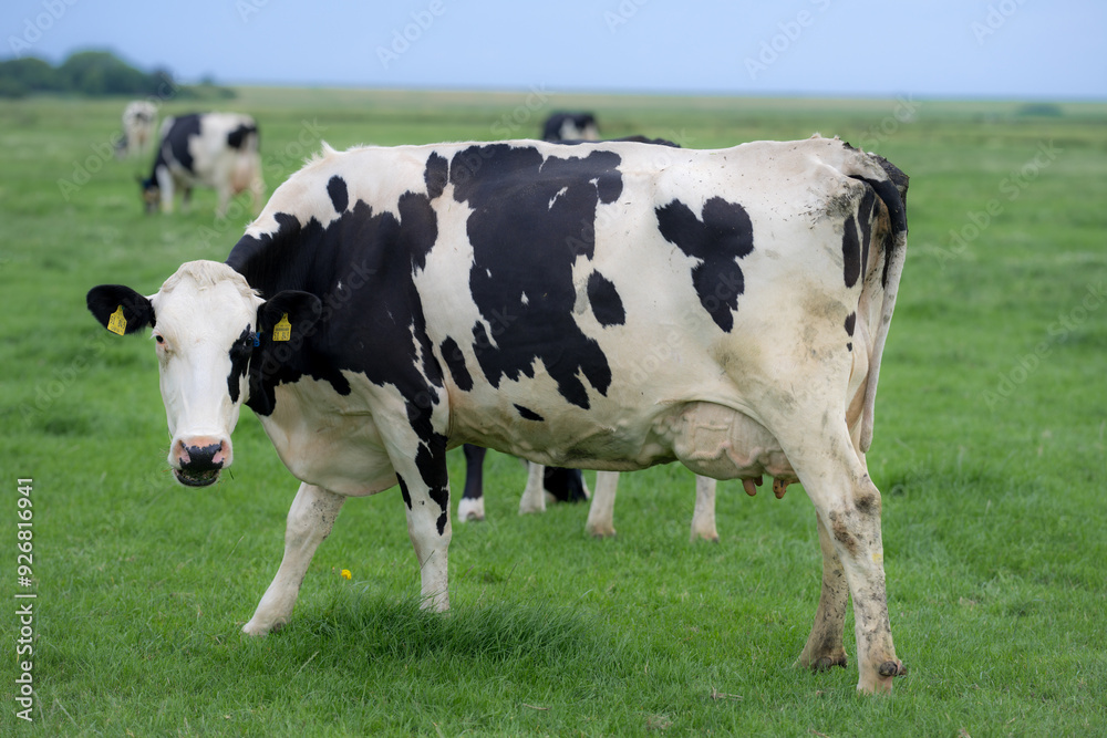 Holstein cows at pasture. Mature cow. Cows on a meadow. Black and white cow on green meadow. Cow Farm with dairy cattle on field in countryside farm. Cow herd at field. Holstein cows at pasture. Mature cow. Cows on a meadow. Black and white cow on green meadow. Cow Farm with dairy cattle on field in countryside farm. Cow herd at field.
