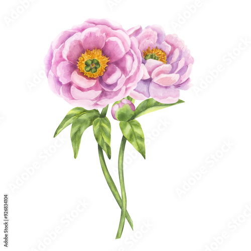 Peony pink flower. Floral print buds and green leaves. Hand drawn watercolor illustration isolated background. For printing postcards, invitations, textile, clothes, greeting cards