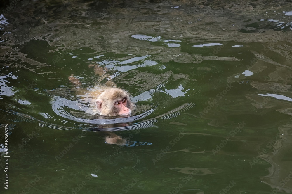Fototapeta premium 水面から顔を出して泳ぐニホンザル