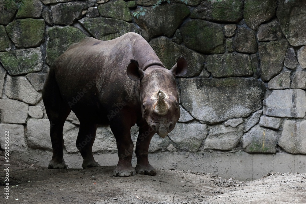 Naklejka premium カメラ目線で立つクロサイ