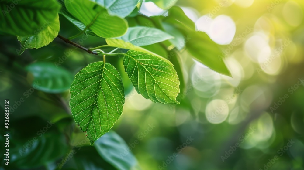 A lush green leaf background with a central area of soft focus, providing ample space for text. A lush green leaf background with a central area of soft focus, providing ample space for text.