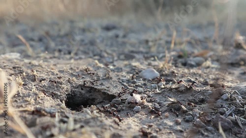 Ameisenkonolie – geschätiges Treiben am Haupteingang