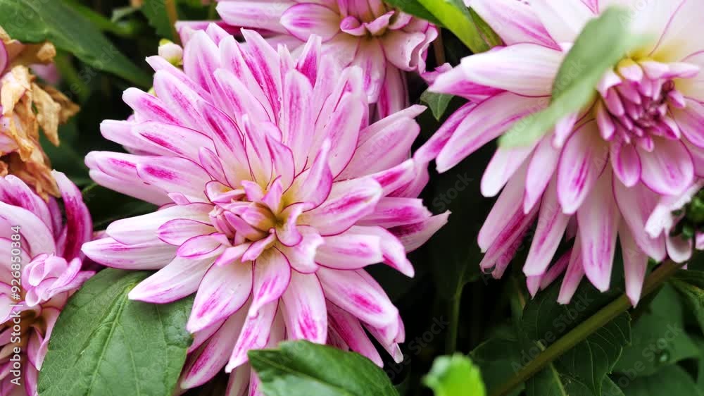 Beautiful pink dahlias blooming in a garden during summer Beautiful pink dahlias blooming in a garden during summer