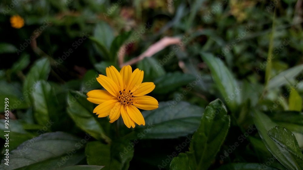 Yellow Wedelia chinensis flowers amidst a green grassy field in the garden Yellow Wedelia chinensis flowers amidst a green grassy field in the garden