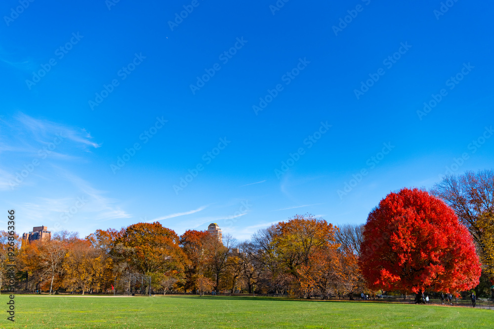 Autumn landscape. Tree with autumn leaves in nature. Fall forest or park in autumnal season. Autumn tree in Central park. Fall nature landscape. Seasonal fall landscape. Park nature Autumn landscape. Tree with autumn leaves in nature. Fall forest or park in autumnal season. Autumn tree in Central park. Fall nature landscape. Seasonal fall landscape. Park nature