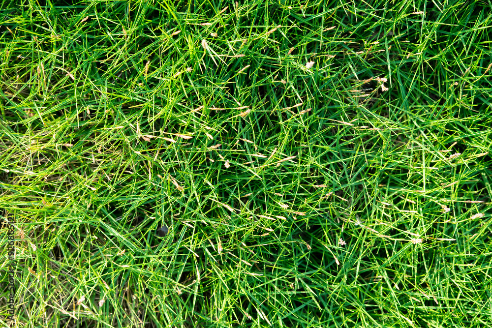 green grass background texture green grass background texture