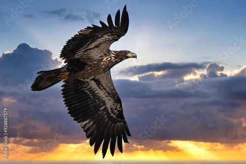Immature bald eagle in flight against a dramatic sunset.