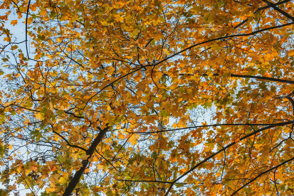 Fototapeta premium Maple tree in the city park at autumn day.
