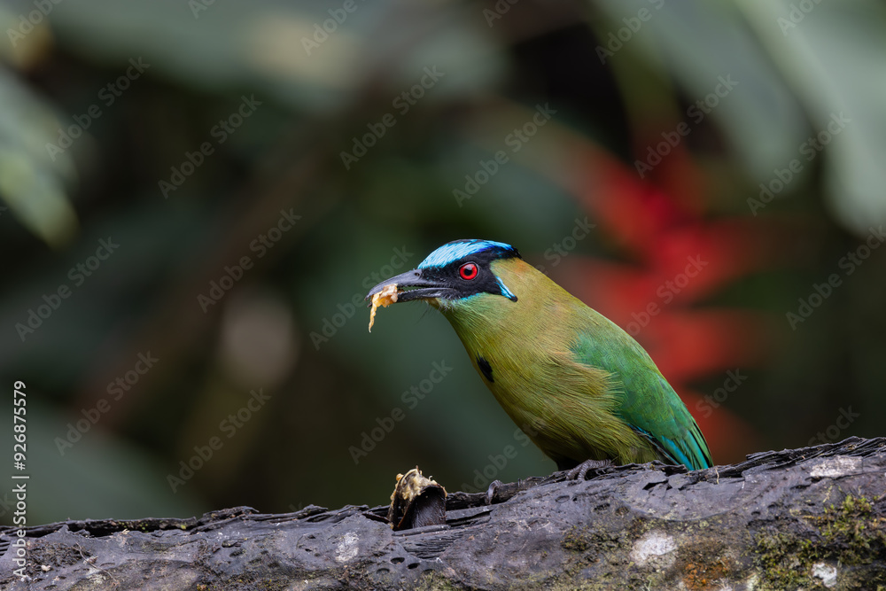 Naklejka premium Andean Motmot eating a banana