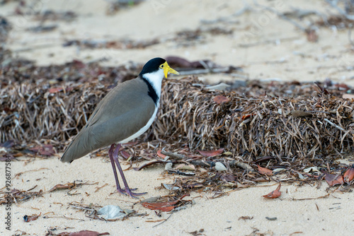 Masked Lapwing plover on sandy beach with seagrass wrack in background. Coochiemudlo Island, Queensland, Australia photo