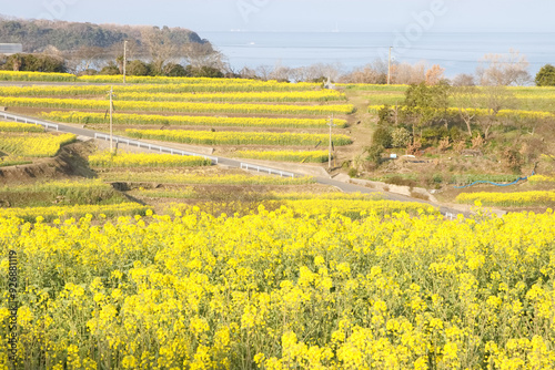 菜の花畑のある風景