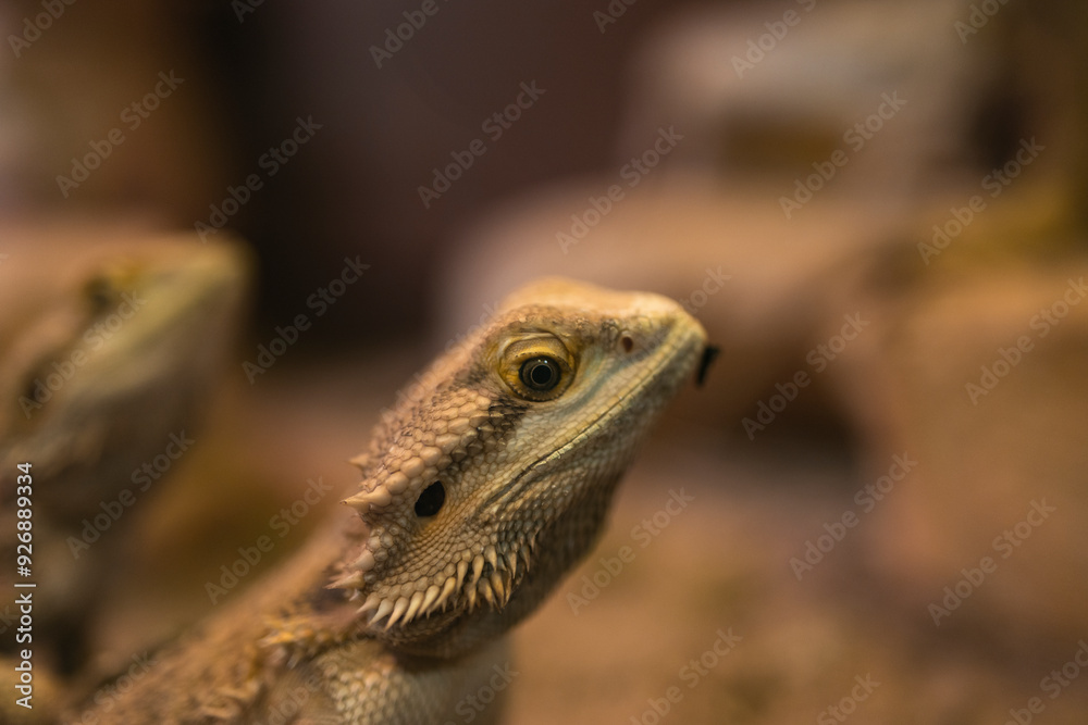 Fototapeta premium bearded dragon lizard