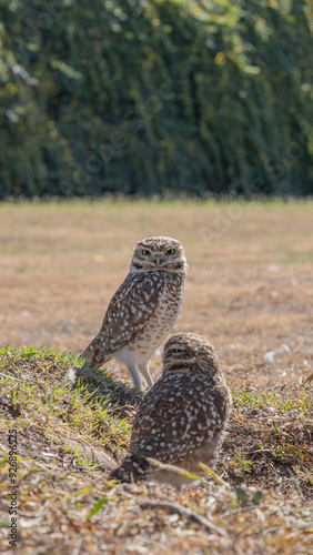 LECHUZA BIZCACHERA ARGENTINA