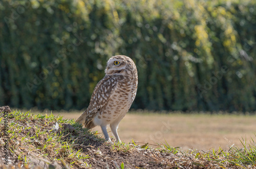 LECHUZA BIZCACHERA ARGENTINA