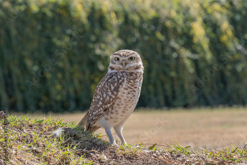 LECHUZA BIZCACHERA ARGENTINA