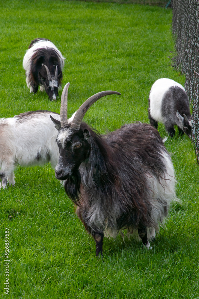 Reykjavik Iceland, herd of icelandic goats in field Reykjavik Iceland, herd of icelandic goats in field
