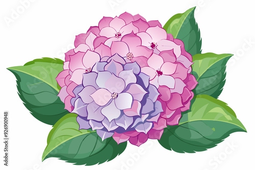 Pink and Purple Hydrangea with Green Leaves