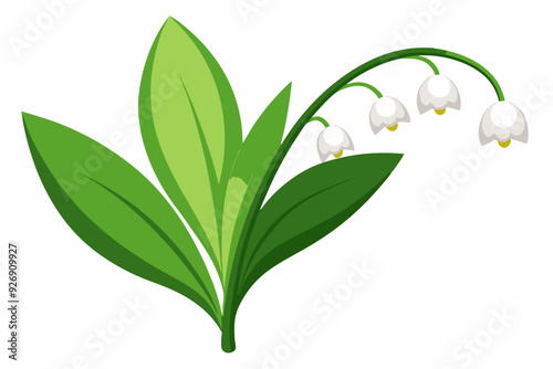 White lily of the valley flower with green leaves