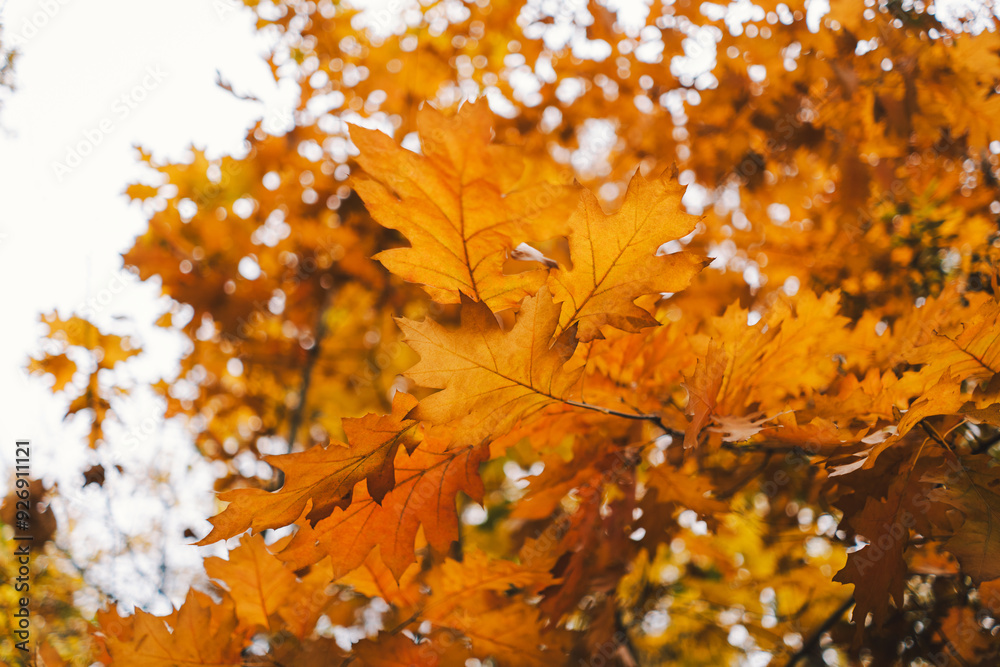 The branches of trees are adorned with bright orange leaves, showcasing the beauty of autumn. Sunlight filters through the foliage, illuminating the crisp fall colors The branches of trees are adorned with bright orange leaves, showcasing the beauty of autumn. Sunlight filters through the foliage, illuminating the crisp fall colors