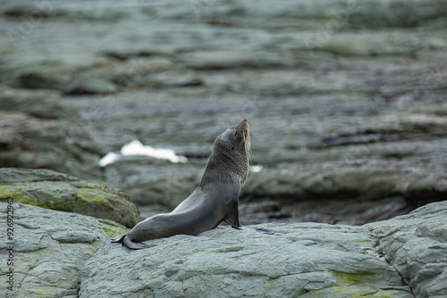 New Zealand Fur Seal Stretching photo