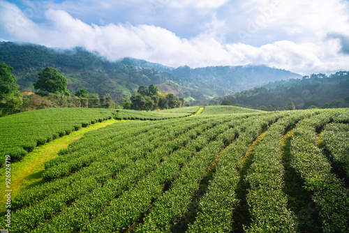 Tea leaves at tea plantation with white foggy mountain is green tea organic business concept