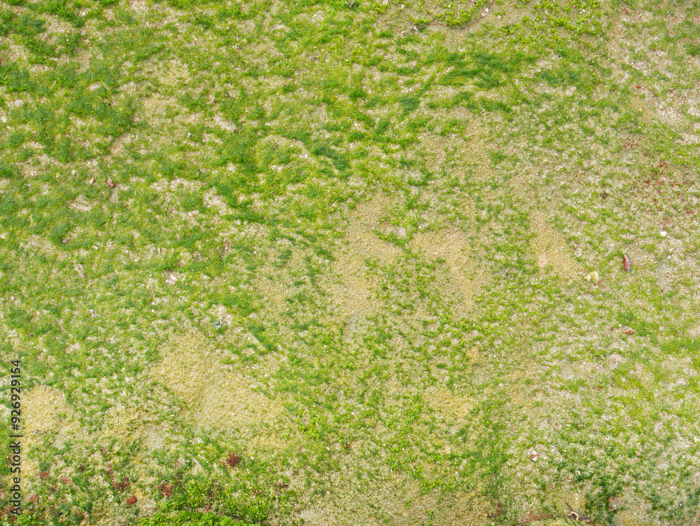 Close-up green algae wallpaper. Powerful natural sea source. Close-up green algae wallpaper. Powerful natural sea source.