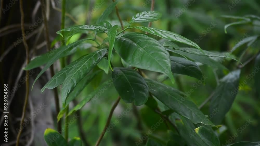 Many colorful leaves in the garden That looks fresh and cool, Many colorful leaves in the garden That looks fresh and cool,