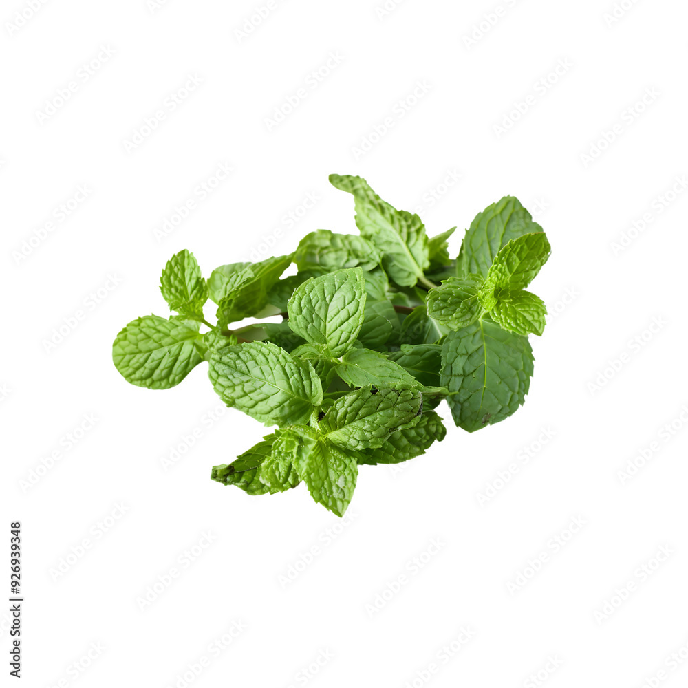 Close-up of a cluster of peppermint leaves on a transparent background, highlighting their fresh, textured appearance and rich green hue. Close-up of a cluster of peppermint leaves on a transparent background, highlighting their fresh, textured appearance and rich green hue.