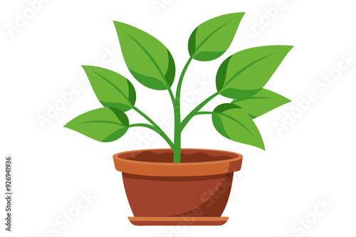 Green Plant with Multiple Leaves in a Brown Pot