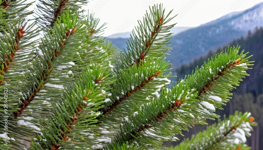 Snowy mountain backdrop with evergreen branches Snowy mountain backdrop with evergreen branches