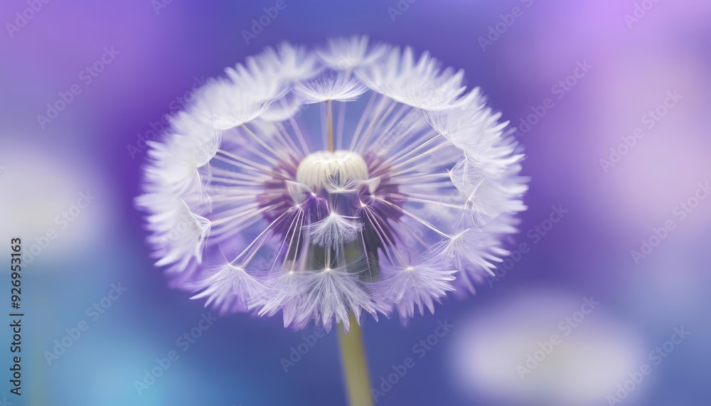 Ethereal beauty of a dandelion seed head Ethereal beauty of a dandelion seed head