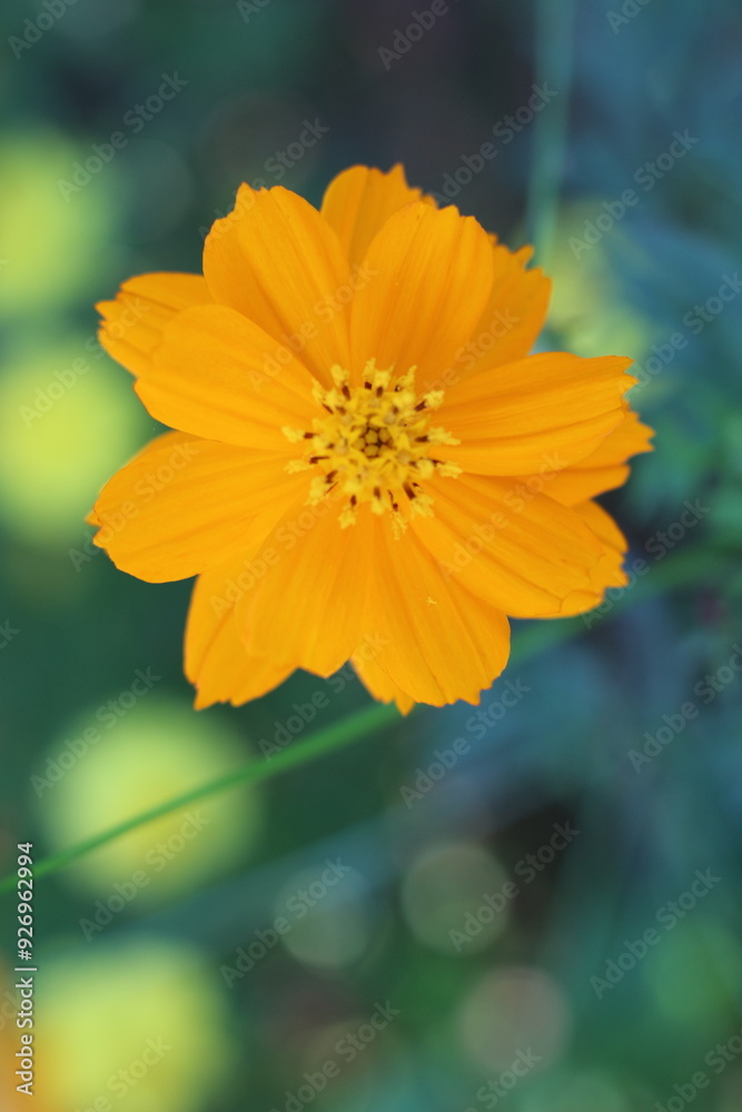 Obraz premium Cosmos flower in the garden