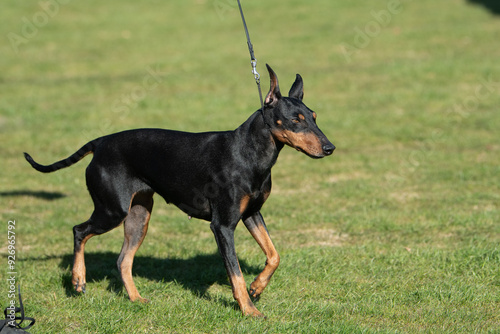 Fotografija Manchester Terrier dog in the grass at a show