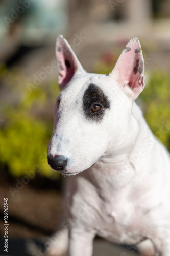 Portrait head shot of a white miniature bull terrier