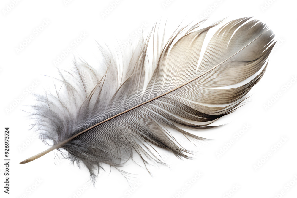 Close-up of a Single Gray Feather Close-up of a Single Gray Feather