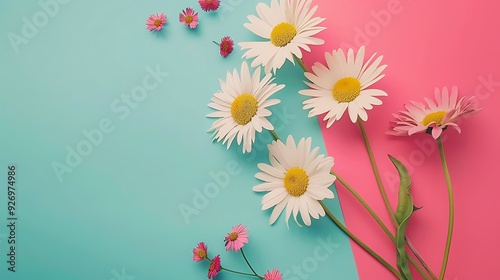 Summer creative composition in minimal style white and pink marguerite daisy flowers bouquet lying on colorful background