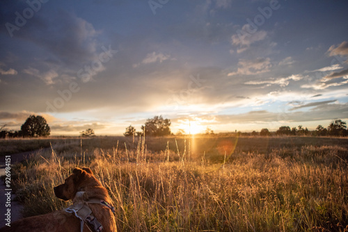 Dog looking into the sunset with solar flare 1