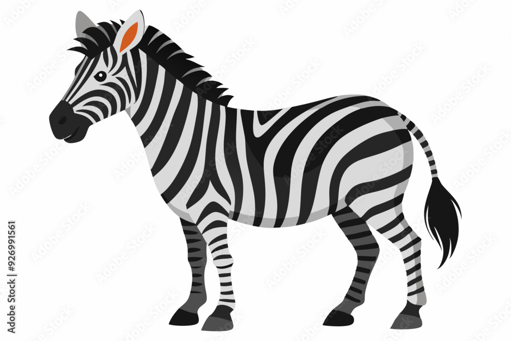 A Black and White Striped Zebra Standing on White Background