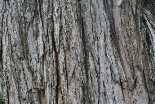 Close-up of rough tree bark texture