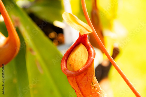 Nepenthes Ventra Pitcher Plant Macro shot photo