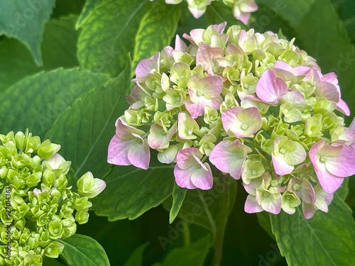 inflorescence of hydrangea close up