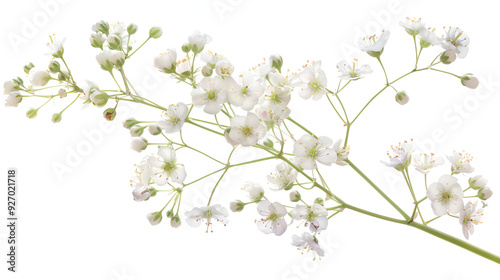 branch bird cherry (Padus) with white flower ,small white flowers isolated on white ,Blossom Boughs Springs Dance Begins on a White or Clear Surface ,Beautiful gypsophila flowers on white background 