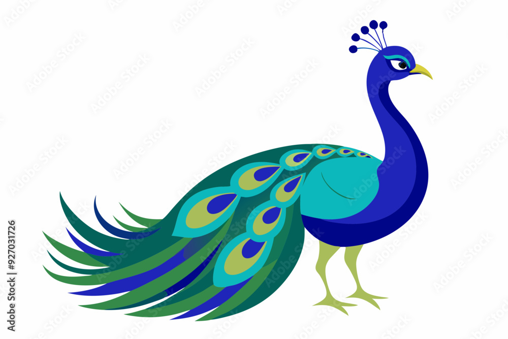 Peacock vector illustration Peacock vector illustration