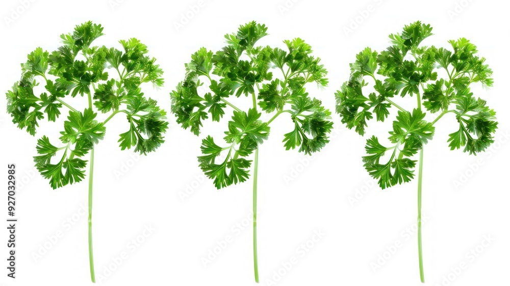 Fototapeta premium Three Sprigs of Parsley