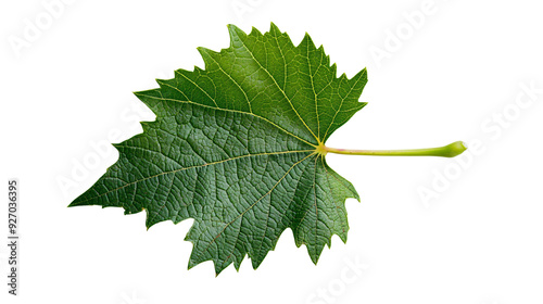 A vibrant green grapevine leaf with serrated edges and prominent veins, Isolated on transparent background photo