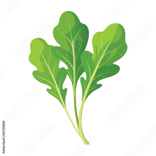 Illustration of Fresh Arugula Isolated