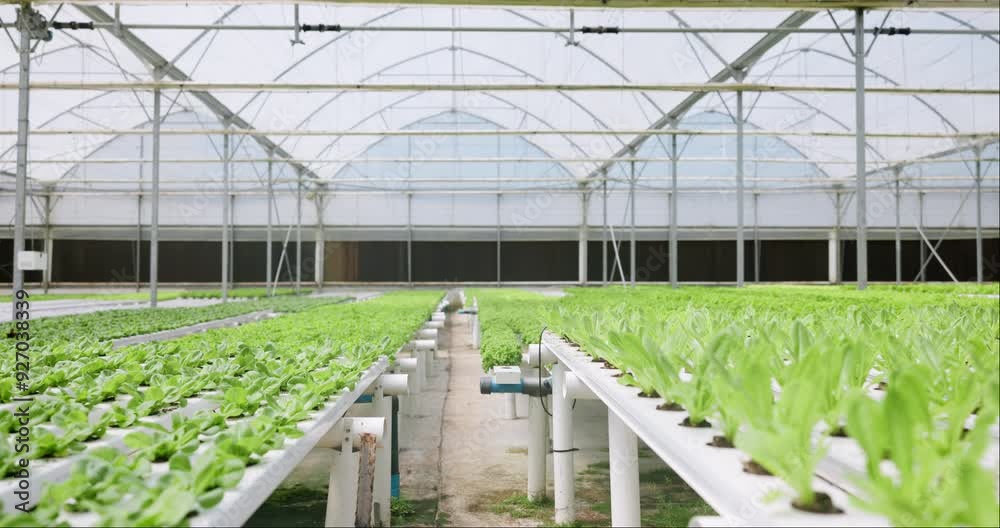 Hydroponic, farm or plant science in greenhouse with light or quality control in food production. Agriculture, environment or water saving by eco friendly for agro industry or sustainability growth Hydroponic, farm or plant science in greenhouse with light or quality control in food production. Agriculture, environment or water saving by eco friendly for agro industry or sustainability growth
