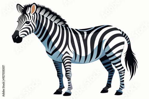 A Single Zebra Standing on a White Background