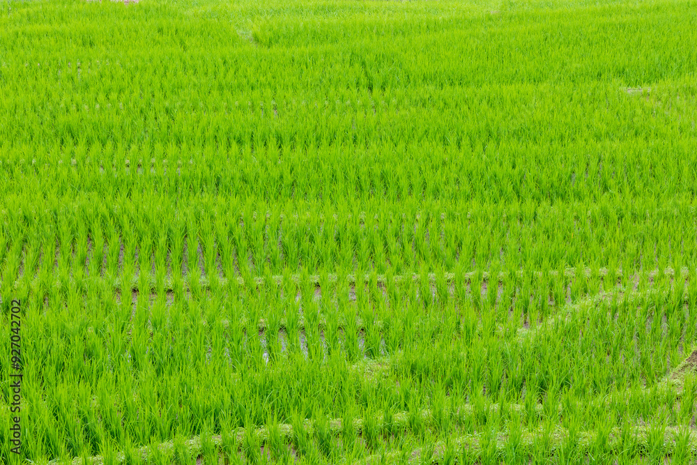 rice field in mountain at north of thailand rice field in mountain at north of thailand